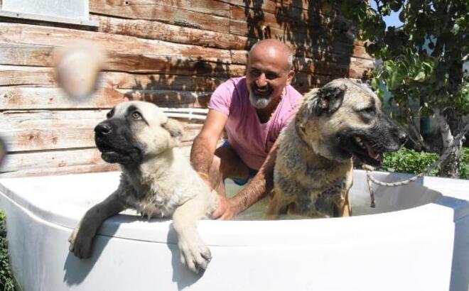 Sıcaktan etkilenen Kangal köpeklerine 'jakuzi' serinliği