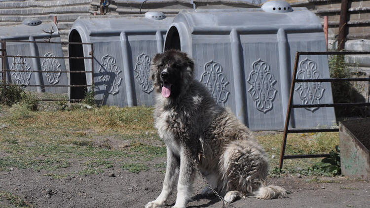 Coğrafi işaretli Kars çoban köpeğinin saflaştırılması için çalışma başlatıldı