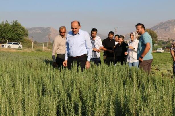 Adana’da tıbbi bitki ekimi yaygınlaşıyor