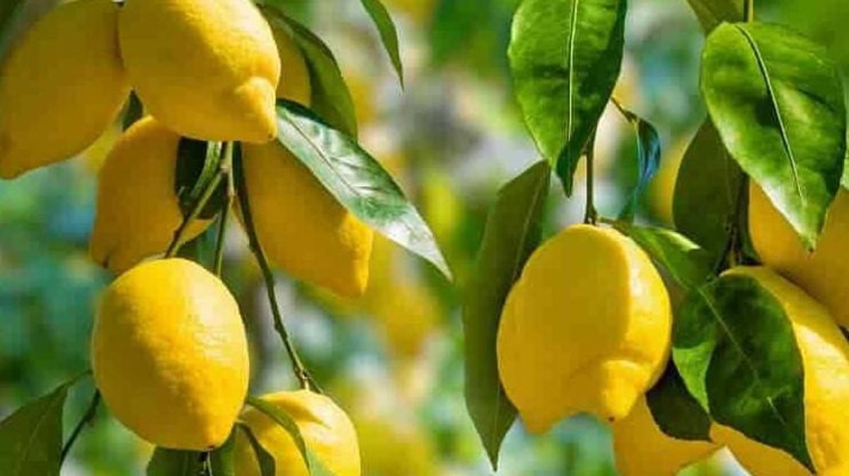 Limon meyve mi sebze mi? Limonun faydaları nelerdir?