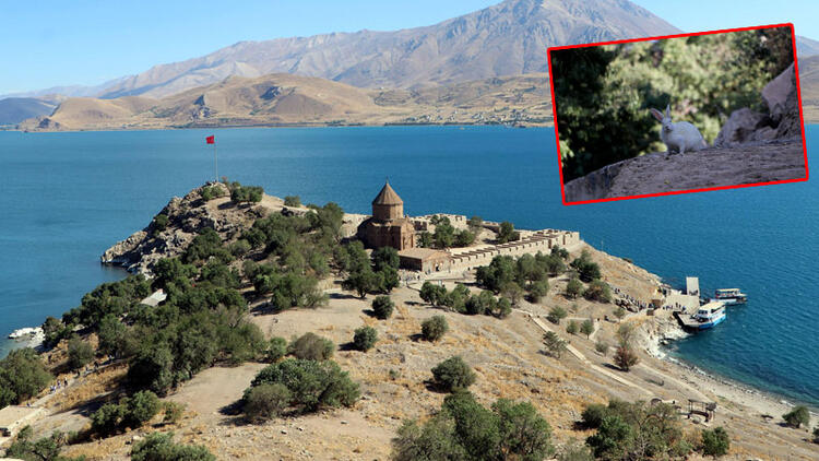 Akdamar Adası'nda 'tavşan' zararı