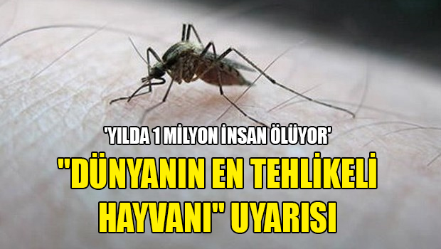 Prof. Dr. Kadıoğlu: Dünyanın en tehlikeli hayvanı sivrisineklerde artış var