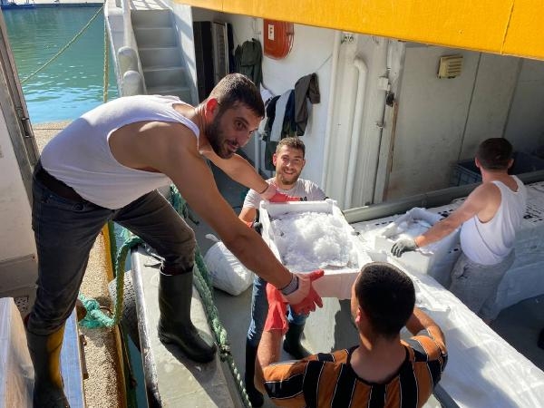 Amasra açıklarında palamut bolluğu