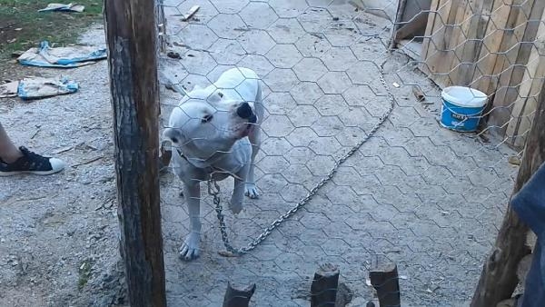 Anne-kıza saldıran yasaklı ırk köpeklerden biri gözlem altında, diğeri aranıyor 