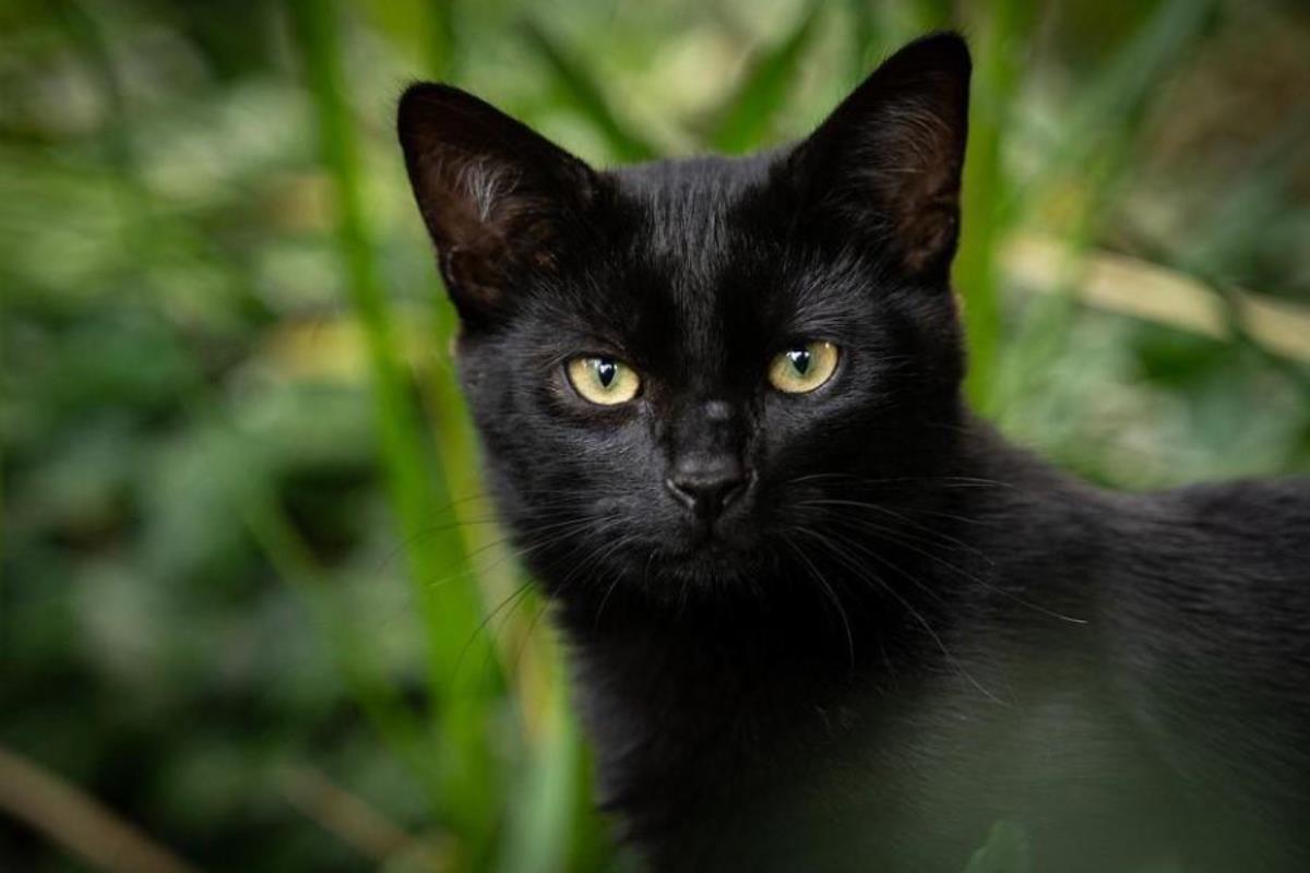 Rüyada siyah kedi görmek ne anlama geliyor? Rüyada siyah kedi yavrusu görmek nedir? Rüyada evde siyah kedi görmek ne demek?
