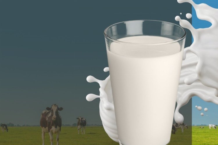 Çiğ süt zammına 'destek primi' katkısı