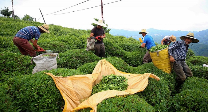 Çay Üreticisi Çay kanunu İçin İsyanda!