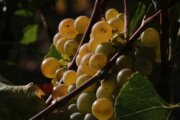 Erbaa'da 15 bin ton üzüm hasadı gerçekleştirildi
