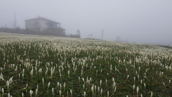 Doğu Karadeniz'de 'vargit' çiçekleri açtı; yaylacılar dönüşe geçti