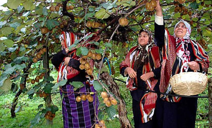 Kivi Çaya Alternatif Değil Ek Gelir Getirici Ürün