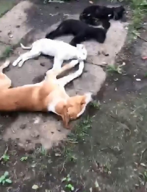 'Kimyasalla toplu köpek ölümü’ iddiasına soruşturma