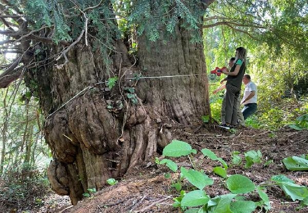 Artvin'de 1400 yıllık porsuk ağacı tescillenecek 