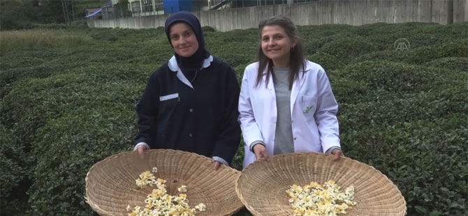 Türk çayının yeni tadı 