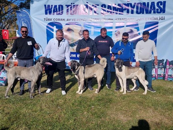 Çorum’da Türk çoban köpeği ırkları birincilik için yarıştı