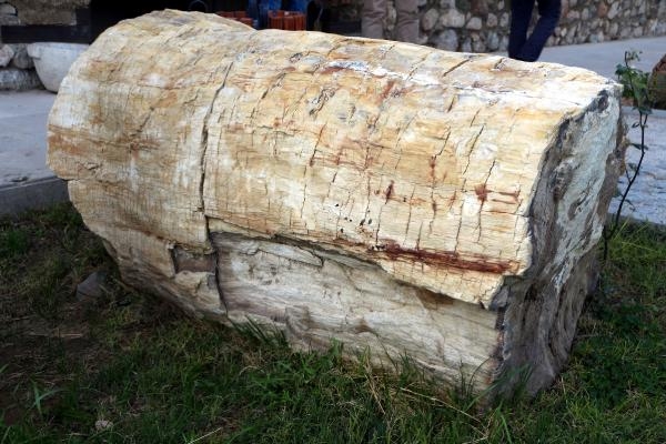 Tokat'ta tropikal iklim kuşağına ait 41,5 milyon yıllık ağaç fosilleri bulundu