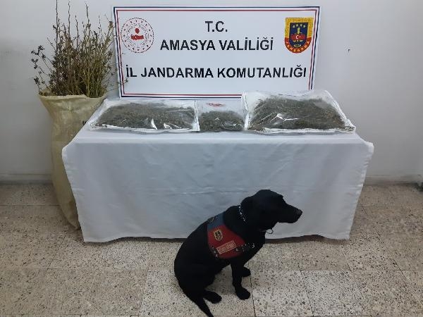 Amasya'da uyuşturucu operasyonu, 1 tutuklama
