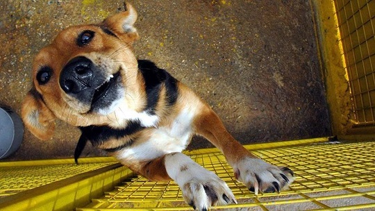 Köpekler depremi hisseder mi? Köpekler depremi hissediyor mu? Köpekler depremi kaç dakika önce hisseder?