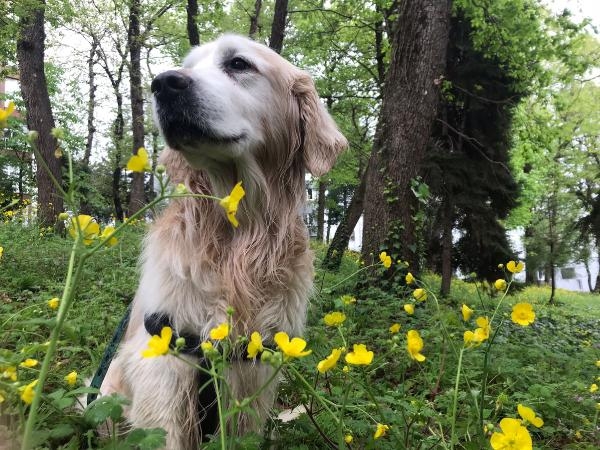 Trabzon'da sahipli köpeklere 'ağızlık' kararı geri çekildi