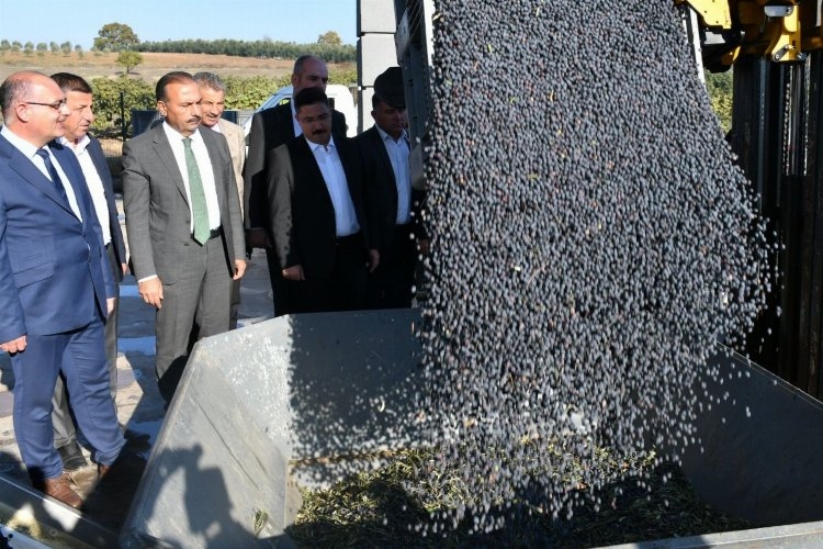 Bursa'da zeytin hasadı ve yağ üretimine start Mudanya'dan