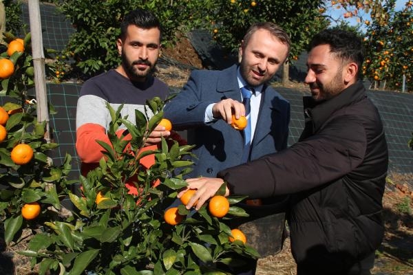 Tescilli Rize mandalinası, 9 türü ile Türkiye meyve listesine aday