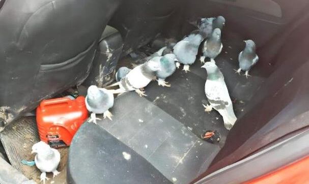 Diyarbakır’da güvercin hırsızlığından 2 şüpheli gözaltına alındı
