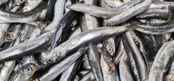 Karadeniz'de 'hamsi avı yasaklansın' çağrısı