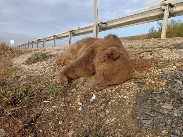 Kastamonu'da aracın çarptığı ayı öldü
