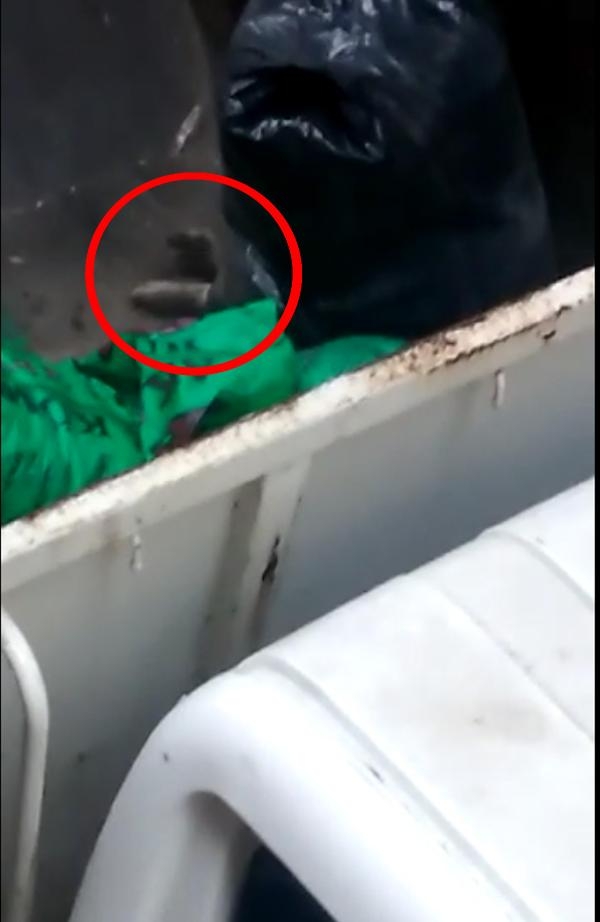 Köpeğin üzerine moloz dökülmesine çifte soruşturma