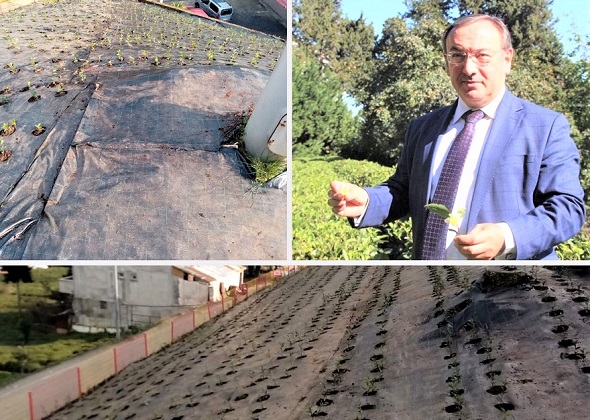 ÇAYKUR’dan Örnek Yeni Damızlık Çay Bahçesi