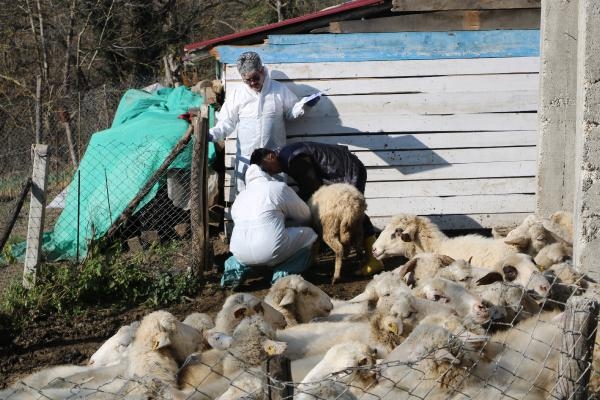 Hayvanlarda çiçek hastalığı görüldü, 50 köy karantinaya alındı