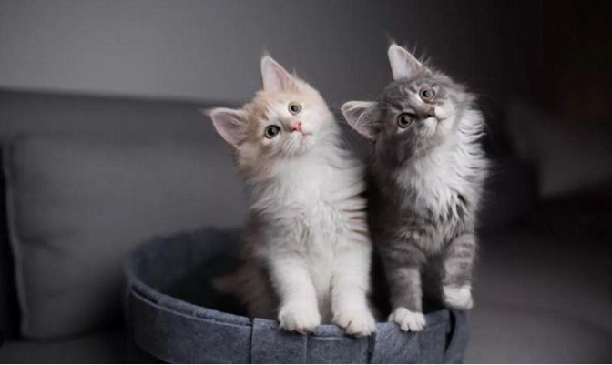 Rüyada kedi sahiplenmek ne anlama gelir? Rüyada yavru kedi sahiplendiğini görmek ne demek?