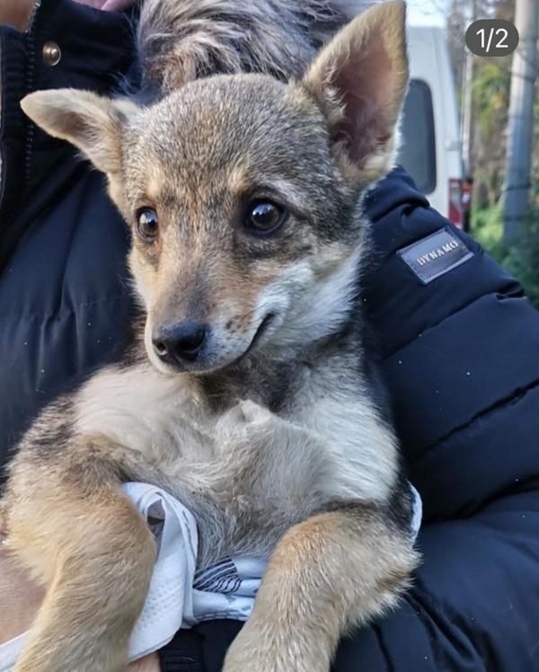 Sokak hayvanı için 'köpek-çakal' tartışmasında DNA talebi