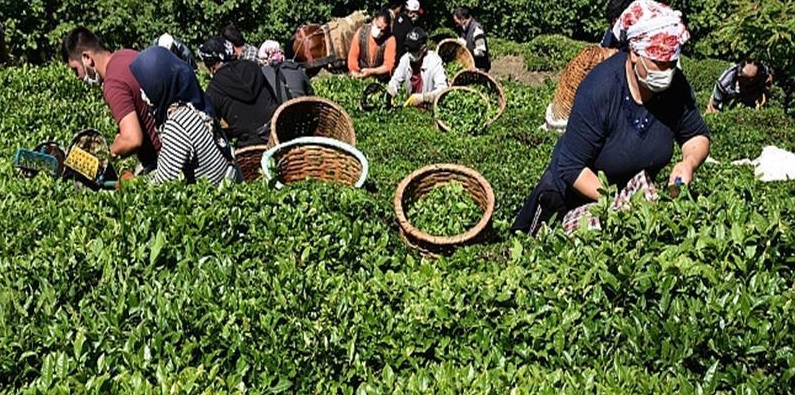 Çay, üretim sektöründe yerini alıyor