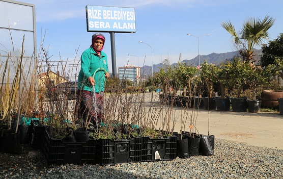 Rize Belediyesi Sera Alanında Meyve Fidanı Ve Bitki Satışları Devam Ediyor
