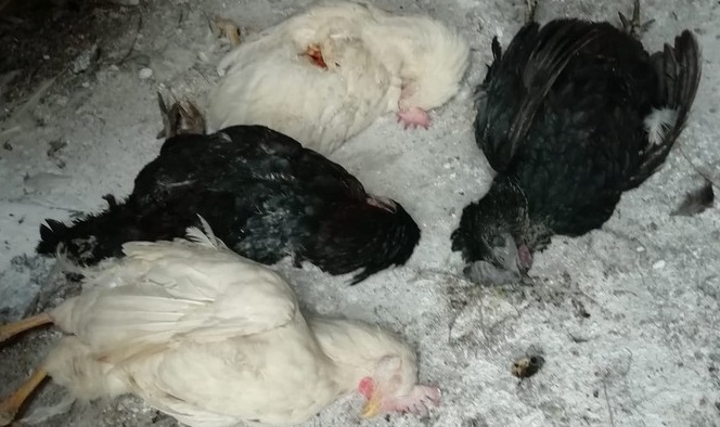Rize’de Sokak Köpeklerinin Tavukları Telef Ettiği İddiası