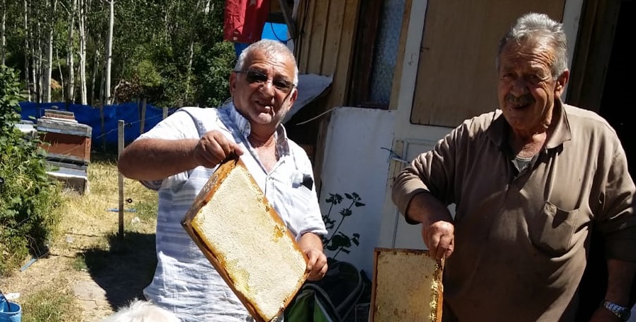 Ayılar Arı Peteklerini Talan Etti