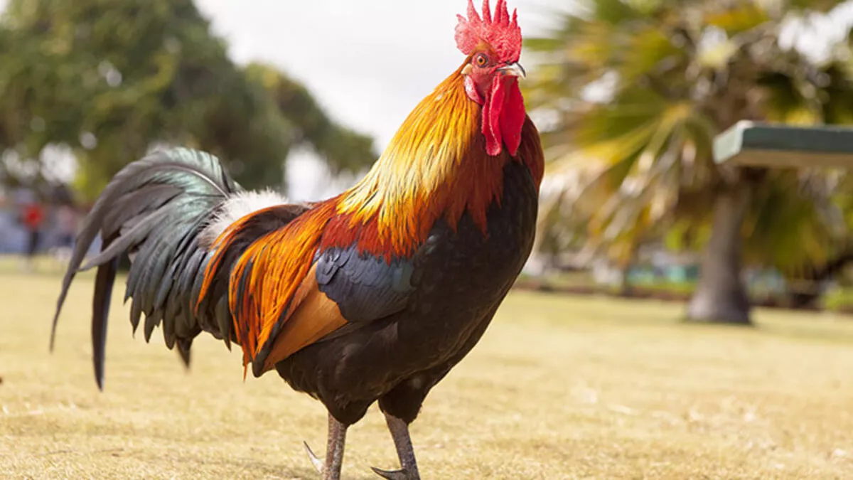 Rüyada Horoz Görmek Ne Demek? Rüyada Horoz Saldırması Ne Anlama Geliyor?