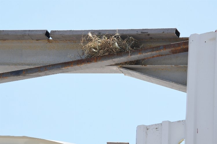 Bursa Osmangazi'de kaçak yapı yıkımını kuş yuvası durdurdu