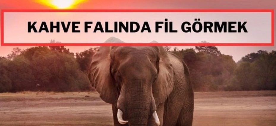 Falda fil görmek nedir? Kahve falında fil görmek ne anlama gelir? Kahve falında fil nedir? 