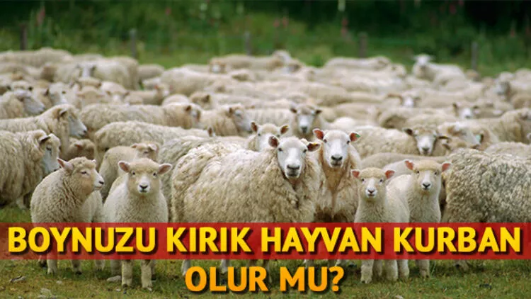 Boynuzu kırık hayvan kurbanlık olur mu? Kurbanlık nasıl olmalı? Kurbanlık şartları nelerdir?