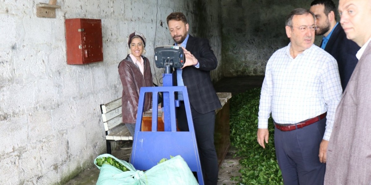 Milletvekili Avcı: Mayıs Ayı Çay Parasını Bayramdan Önce Ödeyeceğiz