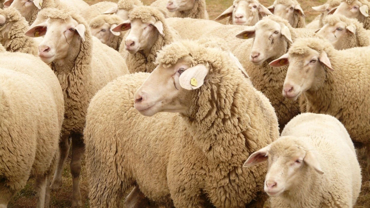 1 Temmuz bayram mı? Kurban Bayramı kaç gün sürüyor? Bayram tatili kaç gün?
