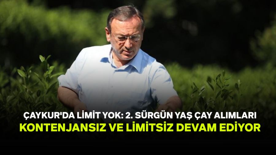 Çaykur, 2. sürgün yaş çay alımlarına kontenjansız ve limitsiz bir şekilde devam ediyor.