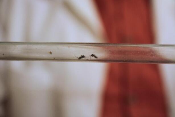 ‘Asya kaplan sivrisineği'ne karşı 'İyonize kısırlaştırma’ ile mücadele 