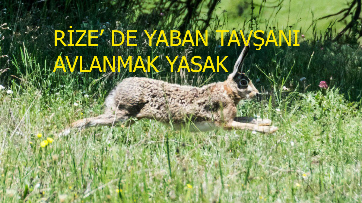 Yasak Hemşerim Yaban Tavşanı Rize’de Avlanmak yasak