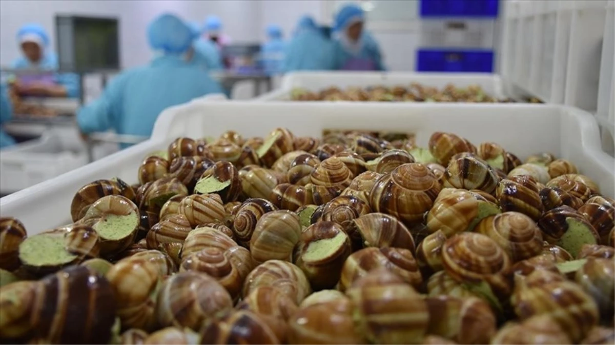 Salyangoz yemek haram mı, günah mı, caiz mi? Salyangoz yemenin faydaları ve zararları nelerdir?