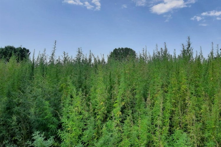 Edirne'de Jandarmadan kenevir operasyonu