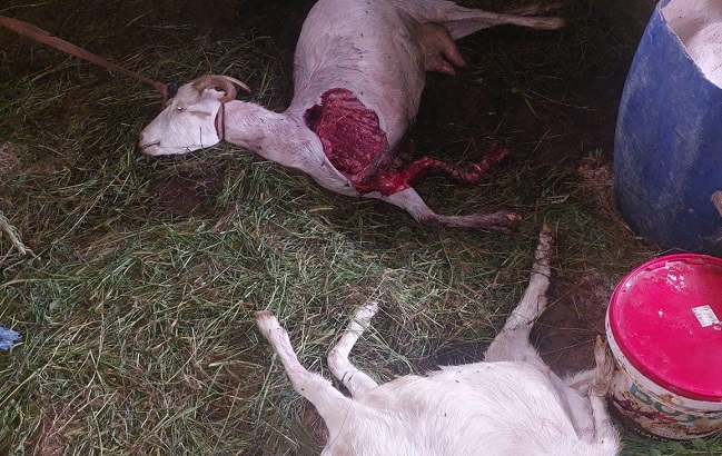 Ardeşen'de Sokak köpekleri keçileri telef etti