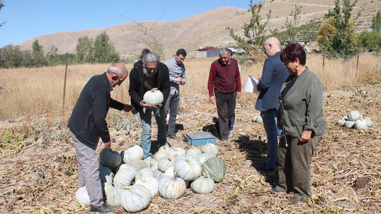 Bayburt'ta Organik Bal Kabağı Hasadı Başladı