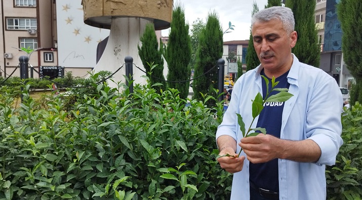 Mustafa Mavi: “Çayda Budama Zorunlu Olmasın”